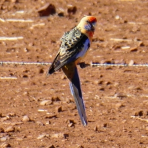 Platycercus elegans adelaidae/subadelaidae at Quorn, SA - 28 Mar 2019