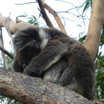 Phascolarctos cinereus (Koala) at Highbury, SA - 8 Apr 2019 by MB