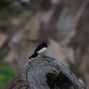 Rhipidura leucophrys at Paroo-Darling National Park - 16 Jun 2019 08:21 AM