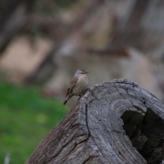 Climacteris picumnus victoriae (Brown Treecreeper) at Paroo-Darling National Park - 15 Jun 2019 by MB