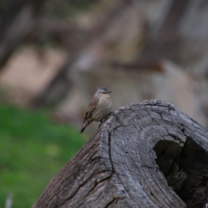 Climacteris picumnus victoriae at Paroo-Darling National Park - 16 Jun 2019