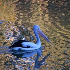 Pelecanus conspicillatus at North Bourke, NSW - 17 Jun 2019