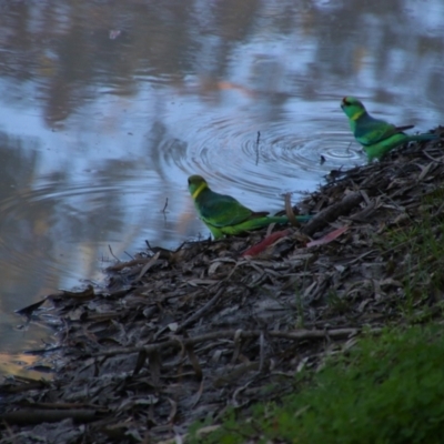 Barnardius zonarius (Australian Ringneck) at North Bourke, NSW - 17 Jun 2019 by MB