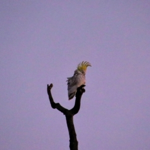 Cacatua galerita at Warrumbungle National Park - 22 Jun 2019 05:23 PM