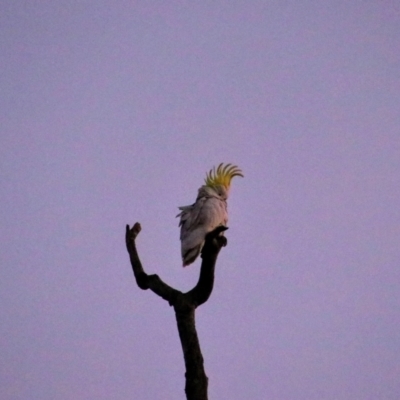 Cacatua galerita (Sulphur-crested Cockatoo) at Warrumbungle National Park - 22 Jun 2019 by MB