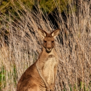 Macropus giganteus at Warrumbungle National Park - 21 Jun 2019