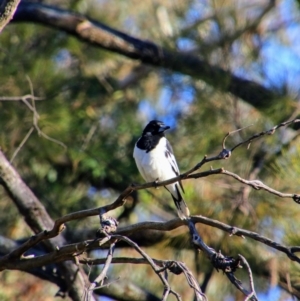 Cracticus nigrogularis at Warrumbungle National Park - 21 Jun 2019 03:36 PM