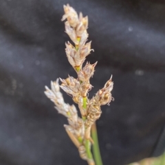 Lepidosperma laterale (Variable Sword Sedge) at Rob Roy Range - 15 Jun 2024 by Shazw