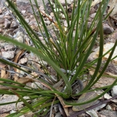 Lepidosperma laterale at Rob Roy Range - 15 Jun 2024