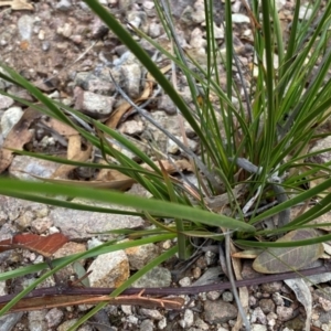 Lepidosperma laterale at Rob Roy Range - 15 Jun 2024