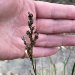 Lepidosperma laterale at Rob Roy Range - 15 Jun 2024