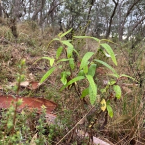 Olearia lirata at Rob Roy Range - 15 Jun 2024