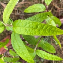 Olearia lirata at Rob Roy Range - 15 Jun 2024