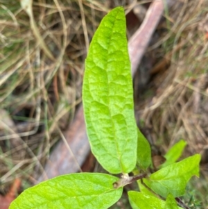 Olearia lirata at Rob Roy Range - 15 Jun 2024 09:54 AM