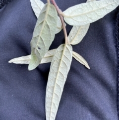 Olearia lirata at Rob Roy Range - 15 Jun 2024 09:54 AM