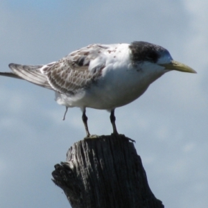 Thalasseus bergii at Coorong National Park - 22 Apr 2011