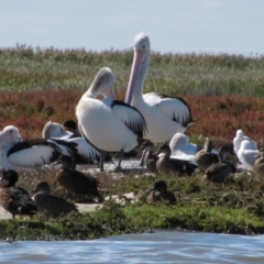 Pelecanus conspicillatus (Australian Pelican) at Coorong National Park - 23 Apr 2011 by MB