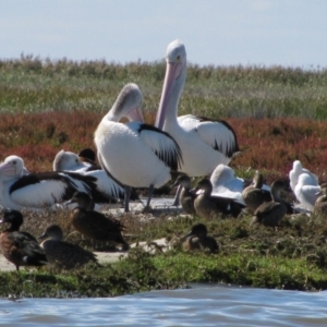 Pelecanus conspicillatus at Coorong National Park - 23 Apr 2011