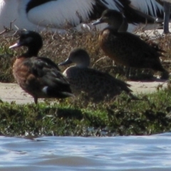 Anas castanea (Chestnut Teal) at Coorong National Park - 23 Apr 2011 by MB