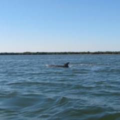 Tursiops truncatus (Bottlenose Dolphin) at Dry Creek, SA - 26 Apr 2011 by MB