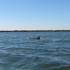 Tursiops truncatus at Dry Creek, SA - 26 Apr 2011