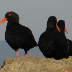 Haematopus fuliginosus (Sooty Oystercatcher) at Saint Kilda, SA - 26 Apr 2011 by MB