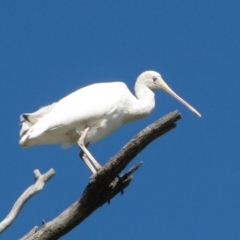 Platalea flavipes (Yellow-billed Spoonbill) at Narrandera, NSW - 14 Apr 2011 by MB