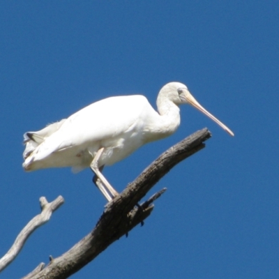 Platalea flavipes (Yellow-billed Spoonbill) at Narrandera, NSW - 14 Apr 2011 by MB