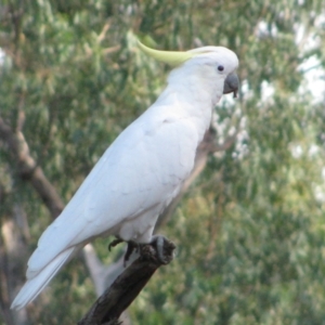 Cacatua galerita at Brookdale, NSW - 13 Apr 2011 08:27 AM