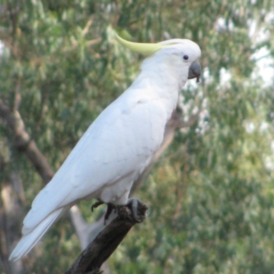 Cacatua galerita (Sulphur-crested Cockatoo) at Brookdale, NSW - 12 Apr 2011 by MB