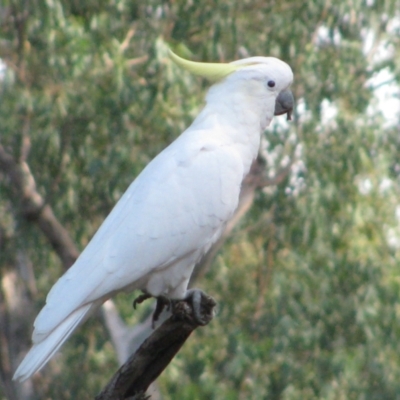 Cacatua galerita (Sulphur-crested Cockatoo) at Brookdale, NSW - 13 Apr 2011 by MB