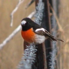 Petroica boodang (Scarlet Robin) at Tharwa, ACT - 20 May 2011 by MB