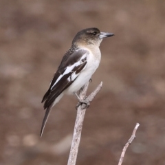 Cracticus nigrogularis (Pied Butcherbird) at Wodonga - 15 Jun 2024 by KylieWaldon