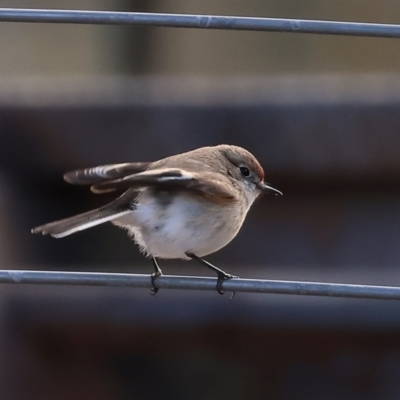 Petroica goodenovii (Red-capped Robin) at WREN Reserves - 15 Jun 2024 by KylieWaldon