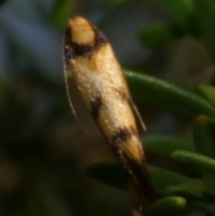 Olbonoma triptycha (Chezela Group) at Freshwater Creek, VIC - 22 Feb 2023 by WendyEM