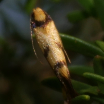 Olbonoma triptycha (Chezela Group) at Freshwater Creek, VIC - 22 Feb 2023 by WendyEM