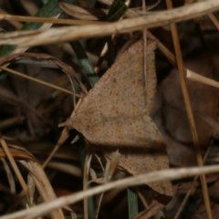 Parosteodes fictiliaria (Dodonaea Moth) at WendyM's farm at Freshwater Ck. - 22 Feb 2023 by WendyEM