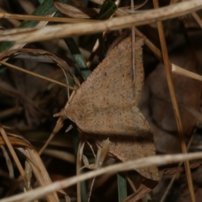 Parosteodes fictiliaria (Dodonaea Moth) at Freshwater Creek, VIC - 22 Feb 2023 by WendyEM