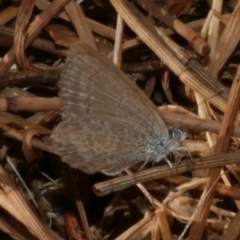 Zizina otis (Common Grass-Blue) at WendyM's farm at Freshwater Ck. - 22 Feb 2023 by WendyEM