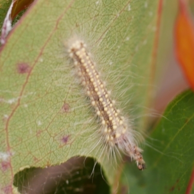 Uraba lugens (Gumleaf Skeletonizer) at Freshwater Creek, VIC - 22 Feb 2023 by WendyEM