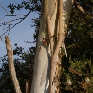 Vanessa itea at WendyM's farm at Freshwater Ck. - 22 Feb 2023