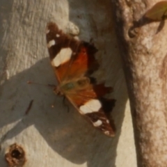 Vanessa itea at WendyM's farm at Freshwater Ck. - 22 Feb 2023 06:41 PM