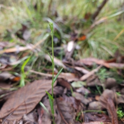 Bunochilus sp. (Leafy Greenhood) at Tidbinbilla Nature Reserve - 15 Jun 2024 by BethanyDunne