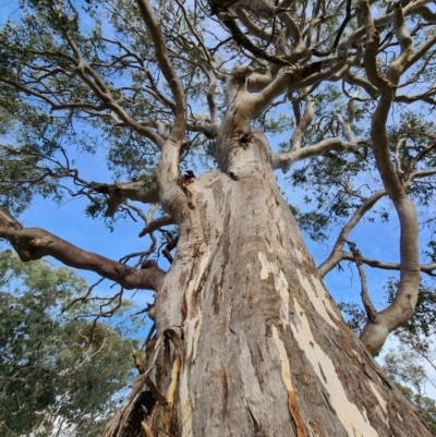 Eucalyptus polyanthemos subsp. polyanthemos (Red Box) at GG201 - 15 Jun 2024 by Steve818