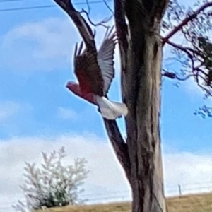 Eolophus roseicapilla at Curtin, ACT - 15 Jun 2024