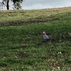 Eolophus roseicapilla at Curtin, ACT - 15 Jun 2024