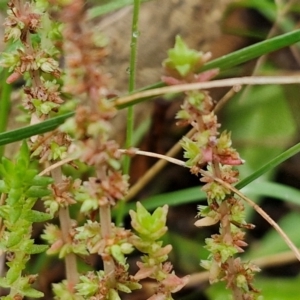 Crassula sieberiana at Bungonia National Park - 15 Jun 2024