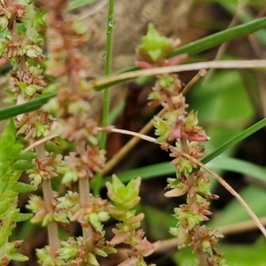 Crassula sieberiana at Bungonia National Park - 15 Jun 2024