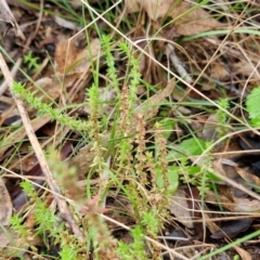 Crassula sieberiana at Bungonia National Park - 15 Jun 2024 01:15 PM