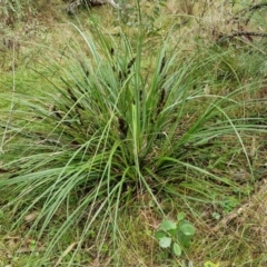 Gahnia aspera (Red-berried Saw-sedge) at Goulburn Mulwaree Council - 15 Jun 2024 by trevorpreston